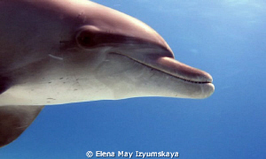 Planet of Dolphins...There were two, boy and girl, they w... by Elena May Izyumskaya 